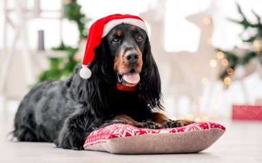 Noel 'de Noel Baba şapkası takan Gordon setter köpeği dekore edilmiş ev tatili portresinde. Safkan evcil köpek yastığa uzanmış ve arka planda XMas Yeni Yıl ışıkları var.
