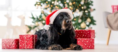 Noel 'de Noel Baba şapkası takan Gordon setter köpeği ve evde Noel resmi çektiren hediyeler. Saf evcil köpek XMas hediyeleri ve arka planda yeni yıl ışıkları ile yerde yatıyor.