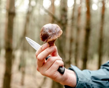 Boletus Edulis Mantarı ve sonbahar ormanının arka planında bir bıçak