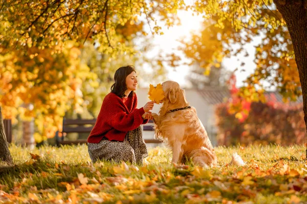 Golden Retriever köpekli güzel kız sonbahar parkında sarı yapraklarla oturuyor. Doğada sonbahar mevsiminde safkan köpek labrador 'u okşayan güzel bir genç kadın.