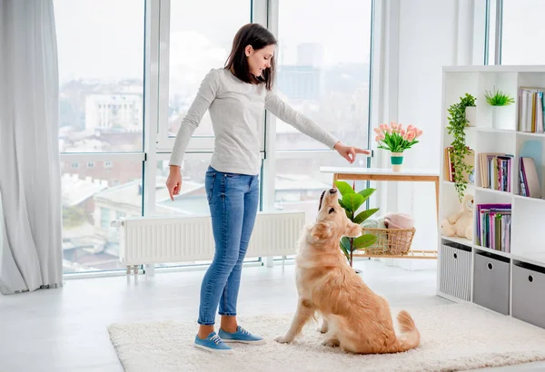 Jong Meisje Training Golden Retriever Hond Liggend Vloer Modern Appartement — Stockfoto