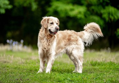 Golden Retriever köpeği yaz yürüyüşü sırasında kameraya bakıyor. Şirin köpek labradoru yeşil çimenlerde oturuyor.