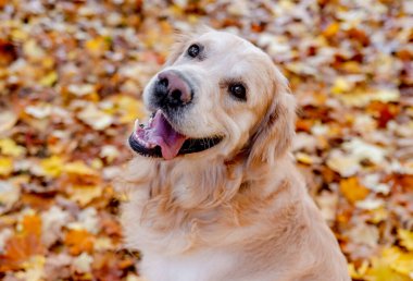 Golden retriever köpeği sonbahar parkında dinleniyor. Safkan köpek labradoru. Tonik dışarıda, doğada yatıyor.