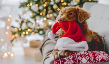 Noel zamanı Toller av köpeği Noel Baba şapkasını dişlerinde tutuyor ve yeni yıl şenlik dekorasyonuyla evdeki kanepede uzanıyor. Köpekçik ve Xmas atmosferi