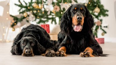 Noel zamanı evde çekilmiş iki Gordon Setter köpeği. XMas sunan safkan evcil köpekleri ve arka planda yeni yıl ışıkları.