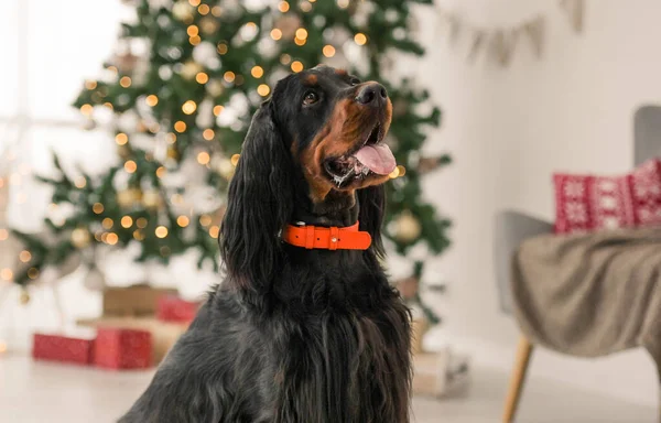 Gordon Σκυλί Setter Χριστούγεννα Στο Σπίτι Πορτρέτο Καθαρόαιμο Κατοικίδιο Ζώο — Φωτογραφία Αρχείου