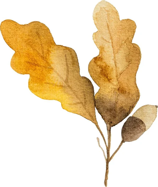 Autumn Oak Leaves Acorns Watercolor Drawing Closeup Fall Foliage Aquarelle — Stock Photo, Image