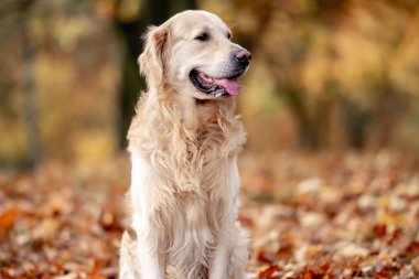 Golden retriever köpeği sonbahar parkında dinleniyor. Safkan köpek labradoru. Tonik dışarıda, doğada yatıyor.