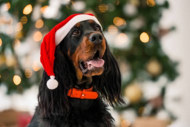 Noel 'de Noel Baba şapkası takan Gordon setter köpeği. Safkan evcil köpek oturuyor ve arka planda XMas yılbaşı ışıkları olan kameraya bakıyor.