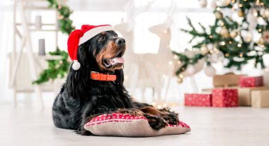 Noel 'de Noel Baba şapkası takan Gordon setter köpeği dekore edilmiş ev tatili portresinde. Safkan evcil köpek yastığa uzanmış ve arka planda XMas Yeni Yıl ışıkları var.