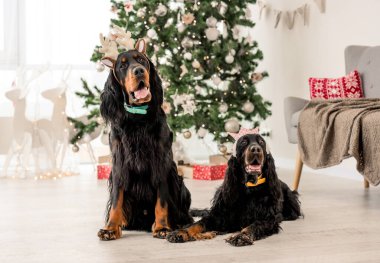 Noel zamanı evde çekilmiş iki Gordon Setter köpeği. XMas sunan safkan evcil köpekleri ve arka planda yeni yıl ışıkları.