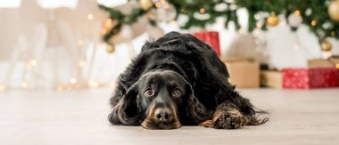 Gordon setter köpeği Noel zamanı arka planda XMas ağacı ile yerde yatıyor. Safkan evcil köpek yeni yıl ışıklarıyla evde.