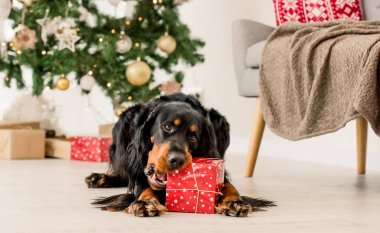 Gordon setter köpeği, Noel hediyesi kutusunu dekoratif odada kemiriyor. Yeni yıl hediyeli safkan evcil köpek.