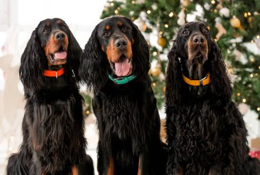Noel zamanı üç Gordon Setter köpeği ev tatilinde yakın plan portrede. Arkaplanda XMas ağacı ve yeni yıl ışıkları olan safkan evcil köpekleri.