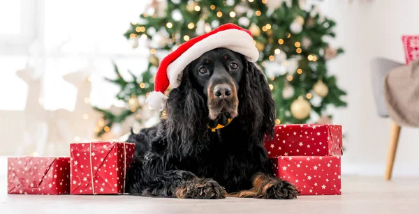 Noel 'de Noel Baba şapkası takan Gordon setter köpeği ve evde Noel resmi çektiren hediyeler. Saf evcil köpek XMas hediyeleri ve arka planda yeni yıl ışıkları ile yerde yatıyor.