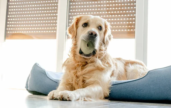 Golden retriever dog lying down on pillow at home and looking at camera. Cute purebred pet doggy labrador on floor with daylight