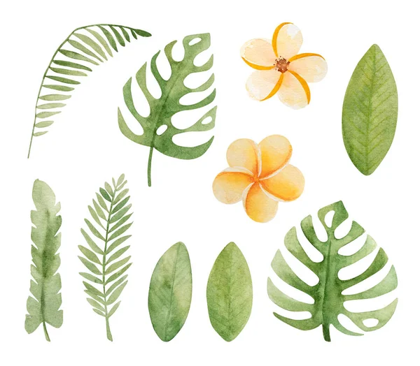 Folhas Verão Tropicais Com Cacto Plumeria Composição Flor Aquarela Pintura — Fotografia de Stock
