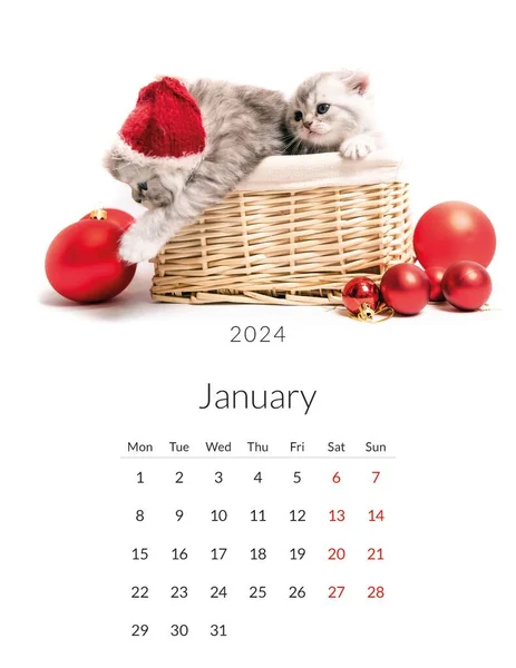 Januar 2024 Fotokalender Mit Niedlichen Katzen Jährliche Tagesordnungsplanvorlage Mit Katzenkätzchen — Stockfoto