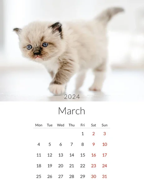Martie 2024 Calendar Foto Pisici Drăguțe Șablon Anual Planificare Zilnică — Fotografie, imagine de stoc