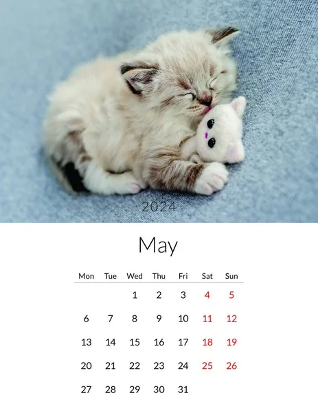 May 2024 Photo Calendar Cute Cats Annual Daily Planner Template — Stock Photo, Image