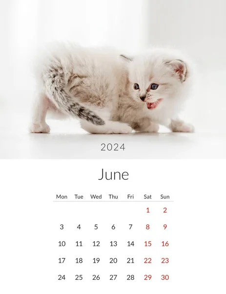 Juin 2024 Calendrier Photo Avec Des Chats Mignons Modèle Planificateur — Photo