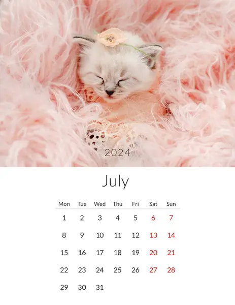 Július 2024 Fényképnaptár Aranyos Macskák Éves Tervezői Sablon Macskás Macskaállatokkal — Stock Fotó