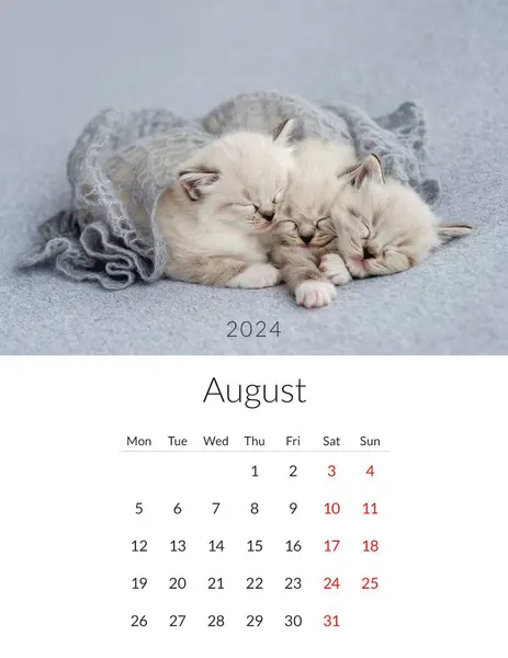 Agosto 2024 Calendario Fotográfico Con Gatos Lindos Plantilla Planificador Diario — Foto de Stock