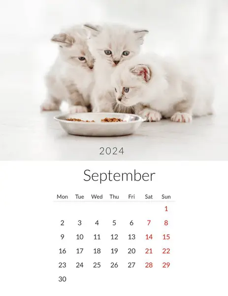 Septembre 2024 Calendrier Photo Avec Des Chats Mignons Modèle Planificateur — Photo