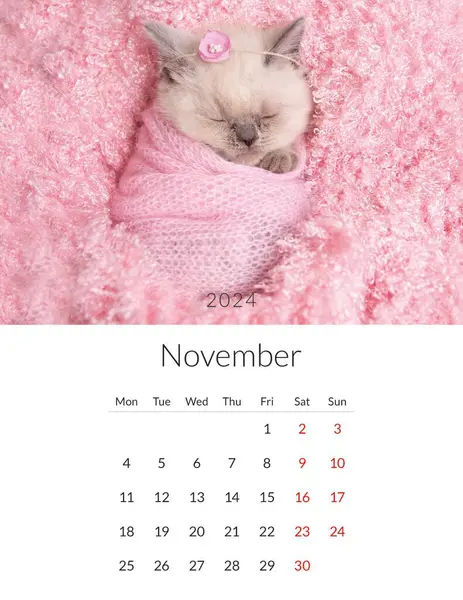 Noviembre 2024 Calendario Fotos Con Gatos Lindos Plantilla Planificador Diario — Foto de Stock