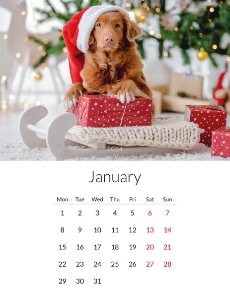 Janeiro 2024 Ano Calendário Fotos Com Cães Bonitos Modelo Planejador — Fotografia de Stock