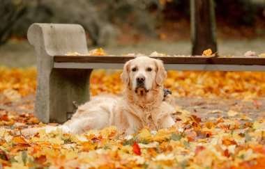 Golden retriever köpeği sonbahar parkında dinleniyor. Safkan köpek labradoru. Tonik dışarıda, doğada yatıyor.