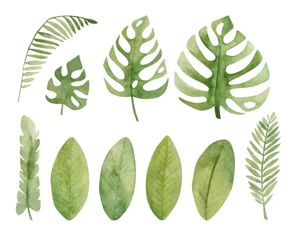 熱帯の夏はポストカードのための組成水彩画を残します エキゾチックな植物エコナッツテイラスト — ストック写真