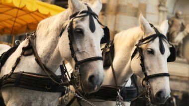 Avrupa 'daki Eski Bir Şehir Merkezinde Beyaz Atlar Turistlere Eğlence Sağlıyor