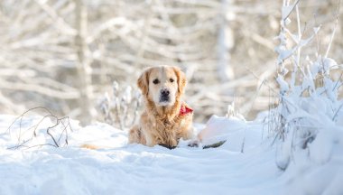 Golden Retriever Dog Karda Oynuyor, Kış Eğlencesinin tadını çıkarıyor