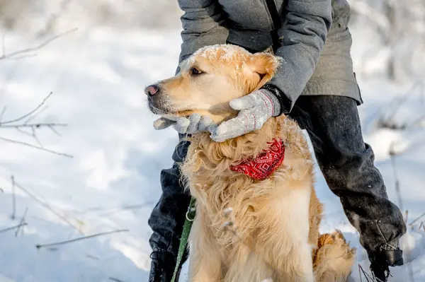 Female Hands Gloves Hold Golden Retrievers Muzzle Winter Surrounded Lots — Stock Photo, Image