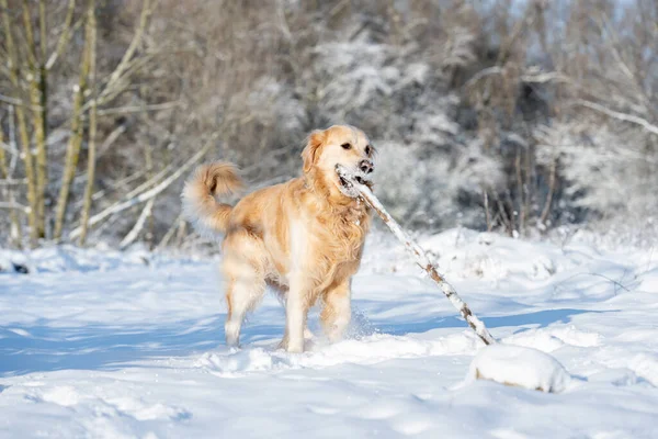 Golden Retriever Dog Plays Stick Winter Forest Enjoying Snowy Fun — Stock Photo, Image