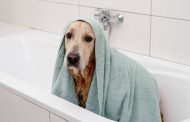 Mutsuz, kafası havluyla beyaz küvette gezen altın av köpeği banyo yapmak istemiyor.