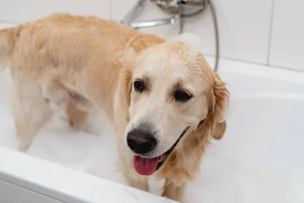Golden Retriever Dog Enjoys Bath White Tub — Stock Photo, Image