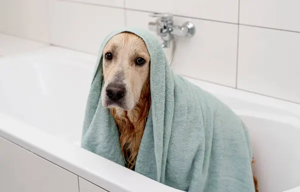 Nešťastný Zlatý Retrívr Pes Ručníkem Hlavě Bílé Vaně Doesnt Chtějí — Stock fotografie