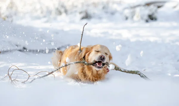 Золотой Ретривер Собака Играет Палкой Зимнем Лесу Наслаждаясь Снежным Весельем — стоковое фото