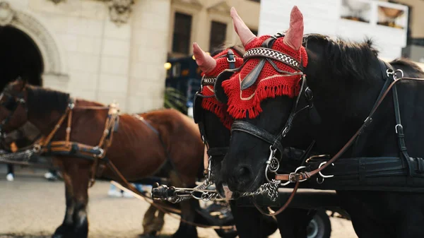 Paarden Een Oude Binnenstad Europa Bieden Entertainment Voor Toeristen — Stockfoto