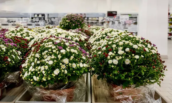Assoalhos Supermercado Estouram Com Flores Coloridas Fileiras Mercadorias — Fotografia de Stock