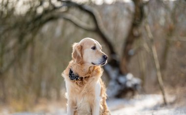 Golden Retriever Dog Kış Ormanının Arkaplanına Karşı Oturuyor