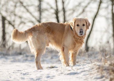 Golden Retriever Kış Parkı 'nda Uzun Duruyor