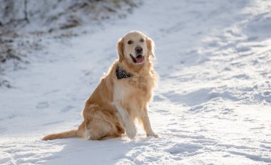 Altın Avcı Kışın Ormanda Karda Oturuyor