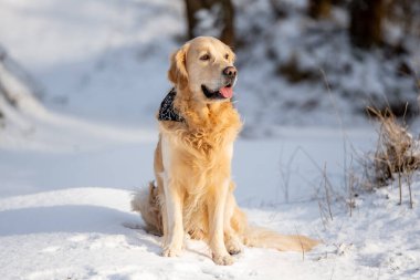 Golden Retriever Dog Sunset 'te Kış Ormanının Arkaplanına Karşı Oturuyor