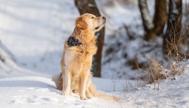 Golden Retriever Dog Sunset 'te Kış Ormanının Arkaplanına Karşı Oturuyor