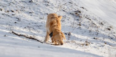 Golden Retriever Köpeği Karlı bir kış parkında bir çubuğu kemiriyor