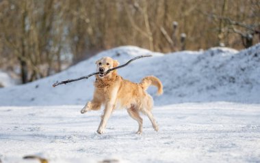 Golden Retriever Karlı Kış Parkı 'nda Sopayla Koşuyor