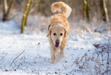 Golden Retriever Parkta Bir Kış Yürüyüşü sırasında Keyifle Koşar